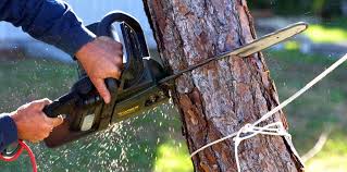 Trusted Demorest, GA Tree Removal Services Experts