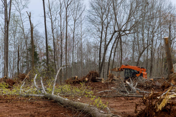 How Our Tree Care Process Works  in  Demorest, GA