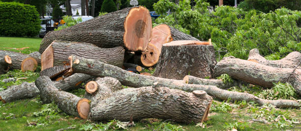 Best Residential Tree Removal  in Demorest, GA