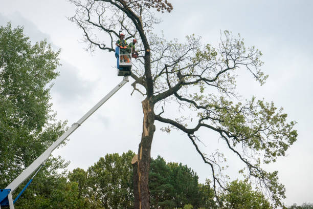 Lawn Renovation and Restoration in Demorest, GA