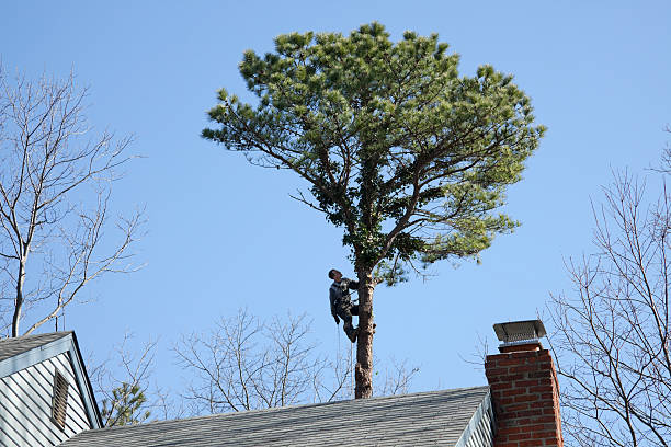 Best Tree Cabling and Bracing  in Demorest, GA