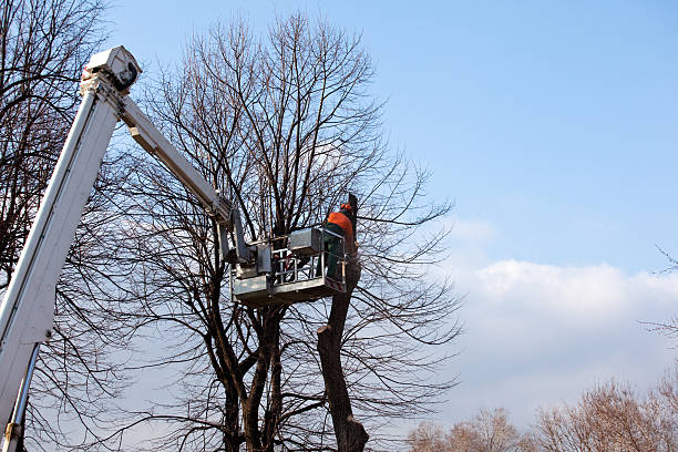 Best Tree Preservation Services  in Demorest, GA