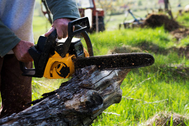 Best Commercial Tree Removal  in Demorest, GA