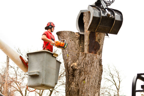 Tree and Shrub Care in Demorest, GA