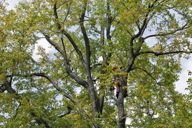 Best Arborist Consultation Services  in Demorest, GA